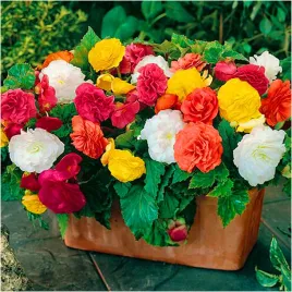 begonia-podwojna-mix-kolorow-sadzonki-bulwy-6-szt-gratis