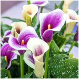 kalia-calla-zantedeschia-fioletowo-biala-picasso-cebulki-1-szt-gratis