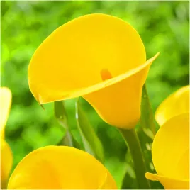 kalia-calla-zantedeschia-zolta-gold-label-cebulki-3-sztuki-gratis