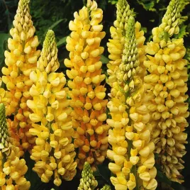 lubin-lupinus-zolty-chandelier-miododajny-sadzonki-klacza-3-szt-gratis