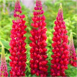 lubin-lupinus-ozdobny-czerwony-my-castle-sadzonki-klacza-3-szt-gratis