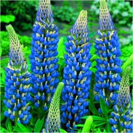 lubin-lupinus-ozdobny-governor-niebieski-sadzonki-klacza-3-szt-gratis