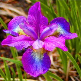 irys-kosaciec-illine-charm-fioletowy-sadzonki-klacza-3-szt-gratis