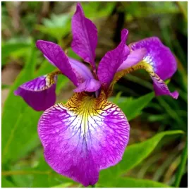 irys-kosaciec-syberyjski-sparkling-rose-sadzonki-klacza-1-szt-gratis