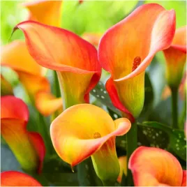 kalia-kalla-calla-pomaranczowa-morning-sun-cebulki-1-szt-gratis