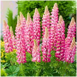 lubin-lupinus-ozdobny-rozowy-the-chatelaine-sadzonki-klacza-3-szt-gratis