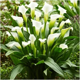 kalia-calla-zantedeschia-biala-crystal-blush-cebulki-1-szt-gratis
