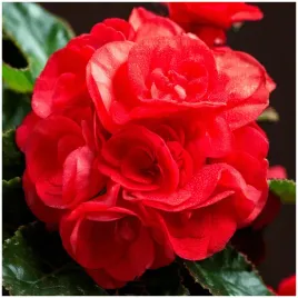 begonia-podwojna-czerwona-double-red-sadzonki-bulwy-3-szt-gratis