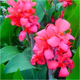 canna-kanna-paciorecznik-rozowa-crimson-beauty-sadzonki-klacza-3szt-gratis