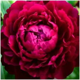 peonia-piwonia-wine-peony-kolor-wina-sadzonki-klacza-1-szt-gratis