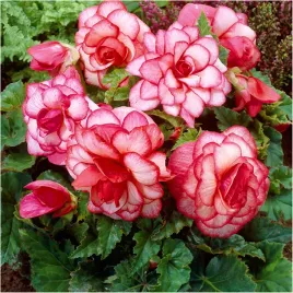 begonia-podwojna-bouton-de-rose-sadzonki-bulwy-3-szt-gratis