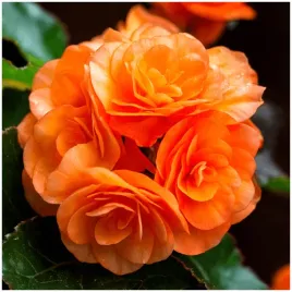 begonia-podwojna-pomaranczowa-double-orange-sadzonki-bulwy-1-szt-gratis