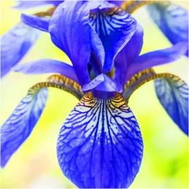 irys-kosaciec-niebieski-blue-king-sadzonki-klacza-1-szt-gratis