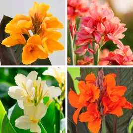 canna-kanna-paciorecznik-zestaw-mix-kolorow-sadzonki-klacza-4-szt-gratis