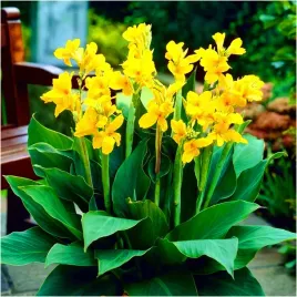 canna-kanna-paciorecznik-zolta-caballero-sadzonki-klacza-3-szt-gratis