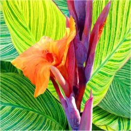 canna-kanna-paskowana-pretoria-paciorecznik-sadzonki-klacza-1-szt-gratis