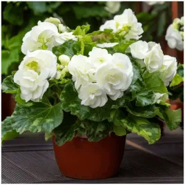 begonia-podwojna-biala-double-white-sadzonki-bulwy-1-szt-gratis