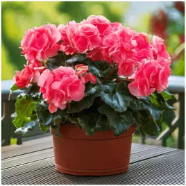 begonia-podwojna-rozowa-double-pink-sadzonki-bulwy-3-szt-gratis