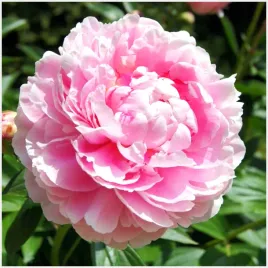 peonia-piwonia-rozowa-sarah-bernhardt-sadzonki-klacza-3-szt-gratis