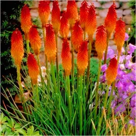 trytoma-kniphofia-groniasta-ognista-sadzonki-klacza-1-szt-gratis
