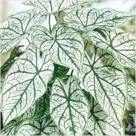 kaladium-bulwa-ogrodowe-biale-white-christmas-sadzonki-bulwy-3-szt-gratis