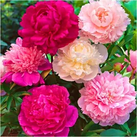 peonia-piwonia-zestaw-mix-kolorow-sadzonki-klacza-1-szt-gratis