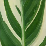 canna-kanna-paciorecznik-stuttgart-sadzonki-klacza-1-szt-gratis