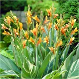 canna-kanna-paciorecznik-stuttgart-sadzonki-klacza-1-szt-gratis-czas-sadzenia-sadzone-wiosna-wykopywanie-na-zime