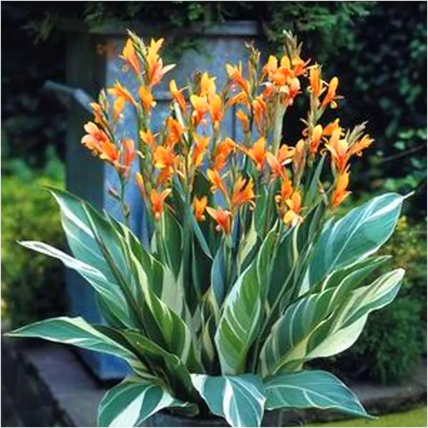 canna-kanna-paciorecznik-stuttgart-sadzonki-klacza-1-szt-gratis-rodzaj-rosliny-kanna