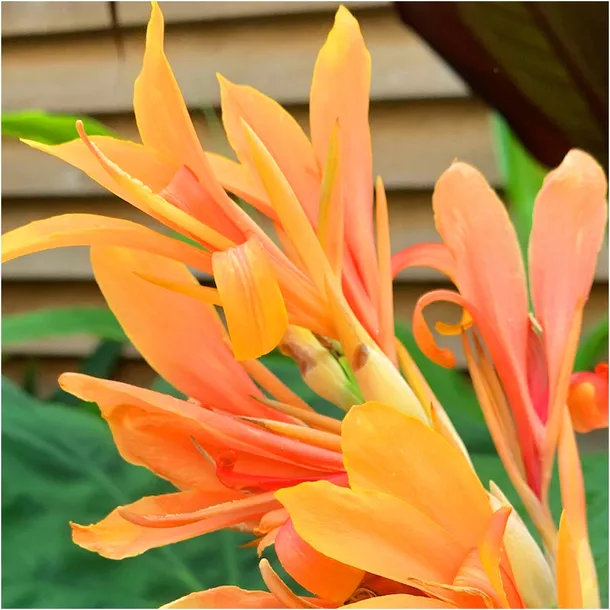 canna-kanna-paciorecznik-stuttgart-sadzonki-klacza-1-szt-gratis-styl-ogrod-japonski-ogrod-nowoczesny-ogrod-srodziemnomorski-ogrod-wiejski