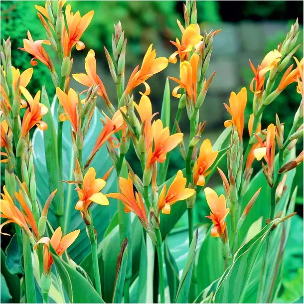 canna-kanna-paciorecznik-stuttgart-sadzonki-klacza-1-szt-gratis-stan-opakowania-oryginalne