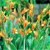 canna-kanna-paciorecznik-stuttgart-sadzonki-klacza-1-szt-gratis-stan-opakowania-oryginalne