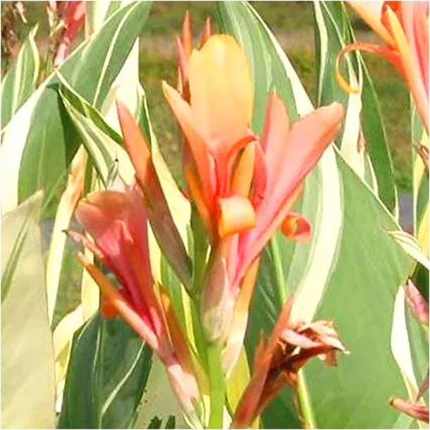 canna-kanna-paciorecznik-stuttgart-sadzonki-klacza-1-szt-gratis-cykl-rozwojowy-rosliny-jednoroczna