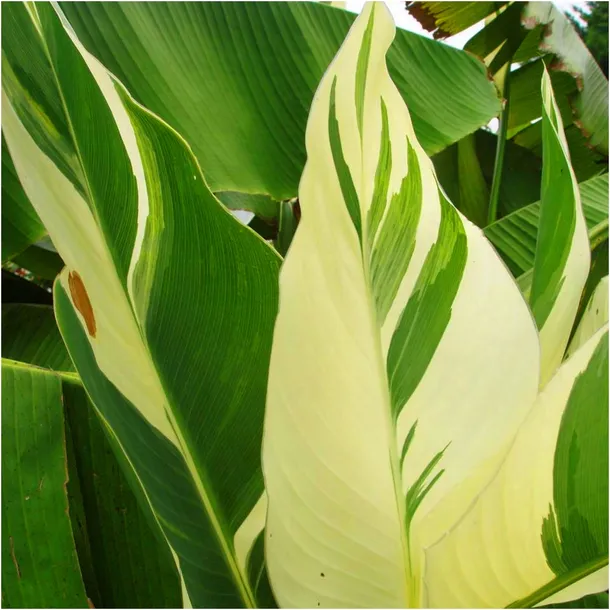 canna-kanna-paciorecznik-stuttgart-sadzonki-klacza-1-szt-gratis-kod-producenta-canna-kanna-paciorecznik-stuttgart