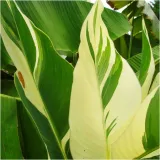 canna-kanna-paciorecznik-stuttgart-sadzonki-klacza-1-szt-gratis-kod-producenta-canna-kanna-paciorecznik-stuttgart