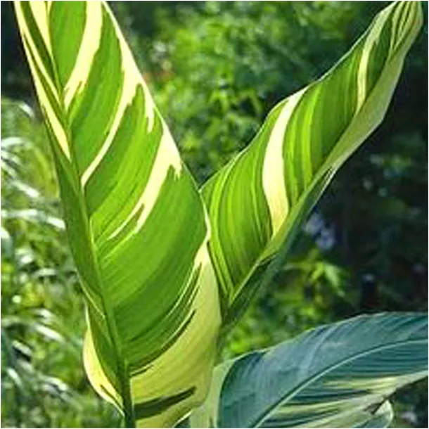 canna-kanna-paciorecznik-stuttgart-sadzonki-klacza-1-szt-gratis-liczba-sztuk-w-opakowaniu-1