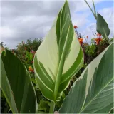 canna-kanna-paciorecznik-stuttgart-sadzonki-klacza-1-szt-gratis-cechy-charakterystyczne-lubiace-slonce-proste-w-pielegnacji-przyjazne-dla-zwierzat