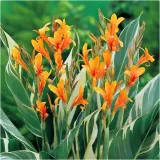 canna-kanna-paciorecznik-stuttgart-sadzonki-klacza-1-szt-gratis-nazwa-lacinska-canna