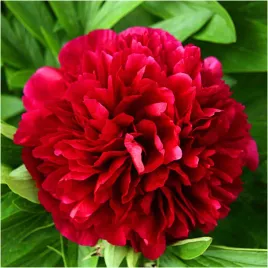 peonia-piwonia-czerwona-charm-red-sadzonki-klacza-1-szt-gratis