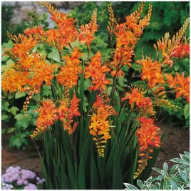 krokosmia-cynobrowka-george-davidson-pomaranczowa-cebulki-10-szt-gratis