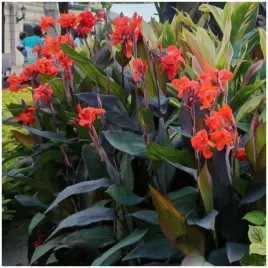 canna-kanna-paciorecznik-black-knight-sadzonki-klacza-1-szt-gratis