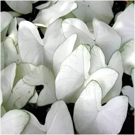 kaladium-ogrodowe-caladium-florida-moonlight-sadzonki-bulwy-1-szt-gratis