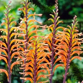 chasmante-saturnus-piekny-kwiat-lilia-kobry-3-sztuki-gratis