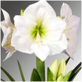 amarylis-bialy-hippeastrum-mont-blanc-zwartnica-cebulki-1-szt-gratis