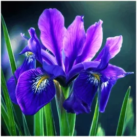 irys-kosaciec-syberyjski-caesar-s-brother-sadzonki-klacza-3-szt-gratis