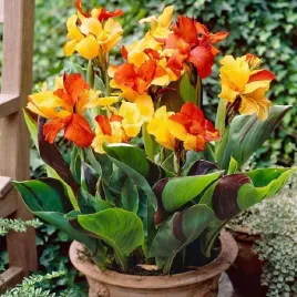 canna-kanna-paciorecznik-dwukolorowa-cleopatra-sadzonki-klacza-3szt-gratis