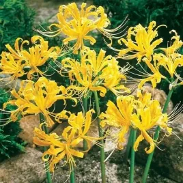lilia-pajecza-zolta-lycoris-aurea-yellow-cebulki-1-szt-gratis