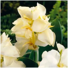 canna-kanna-paciorecznik-kremowa-vanilla-cream-sadzonki-klacza-3szt-gratis