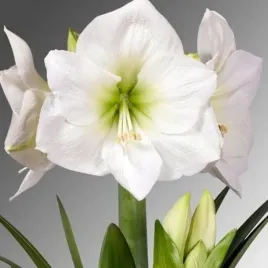 amarylis-bialy-hippeastrum-mont-blanc-zwartnica-cebulki-3-szt-gratis