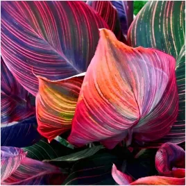 canna-kanna-tropicana-paciorecznik-sadzonki-klacza-1-szt-gratis